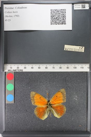 Media type: image;   Entomology 125450
